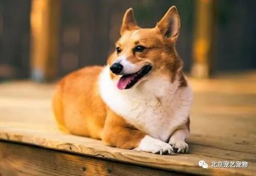 7777788888管家婆狗040期45-30-32-30-26-27T：48