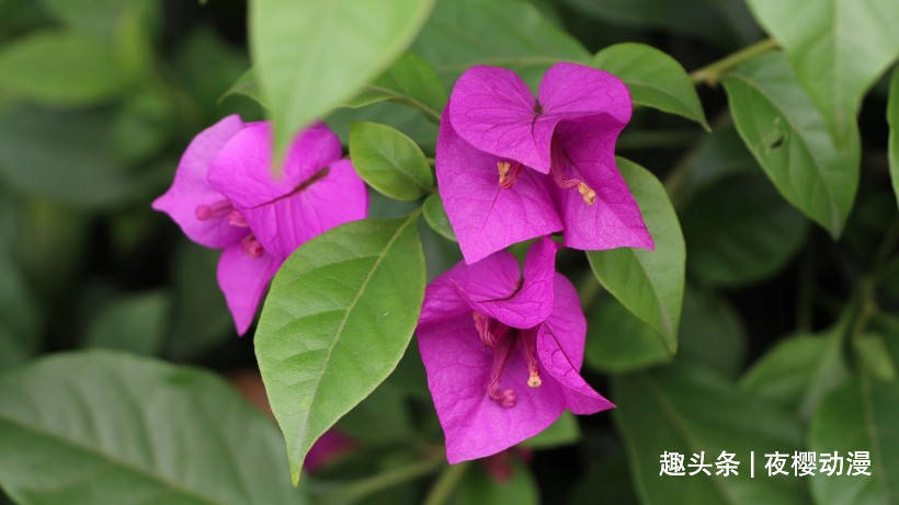 星官一花，展现最新风采，璀璨魅力独具