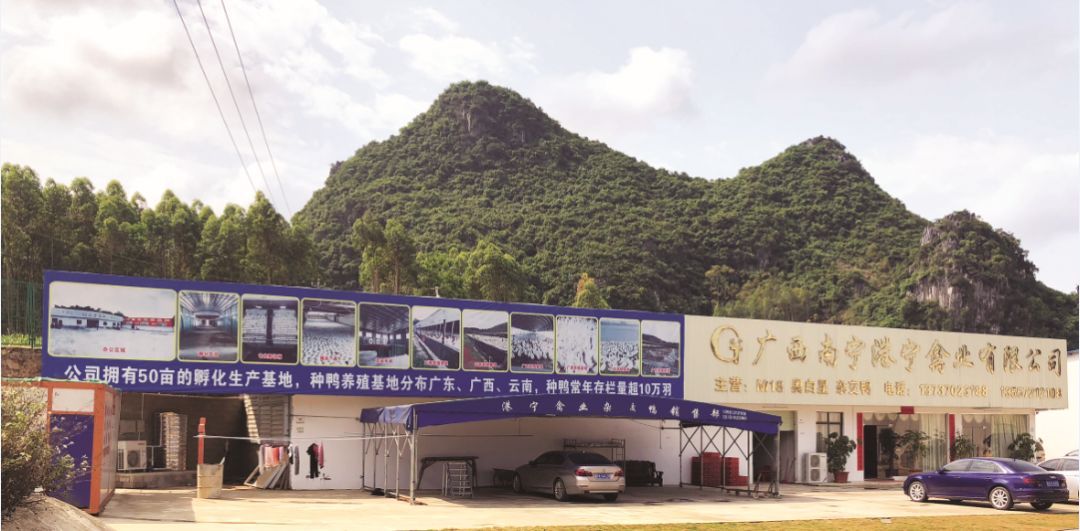 一禽最新动态，引领家禽业发展的先锋力量