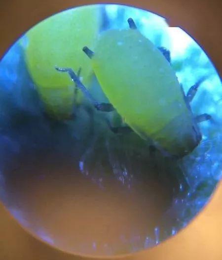 一肖一码一一肖一子准确方法,蚜虫全面释义落实_永恒款45.665