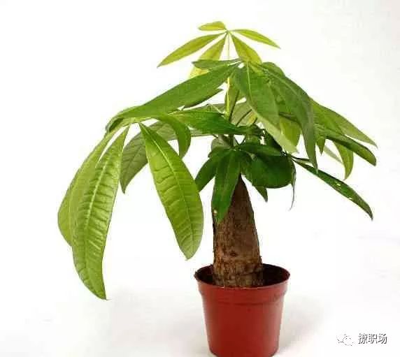 最新发财树，繁荣与财富的永恒象征