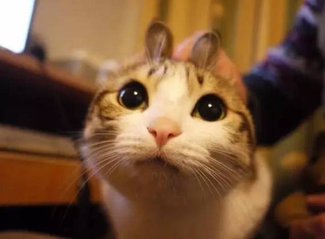 萌宠界新潮流，猫咪梗大热，探索猫界趣事