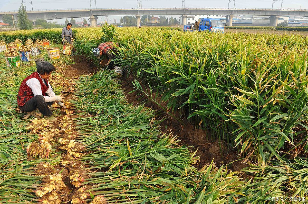 姜的最新种植技术、市场动态与未来展望，最新消息一览
