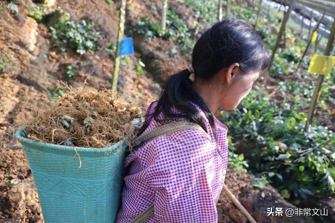 富民县科技局推动科技创新，助力县域经济高质量发展最新动态报道