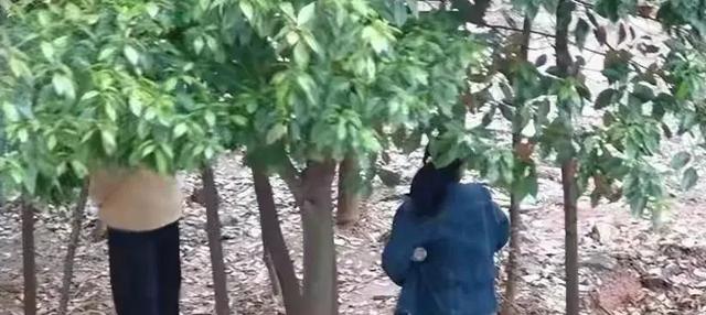 探索神秘自然秘境，最新老色鬼树林之旅