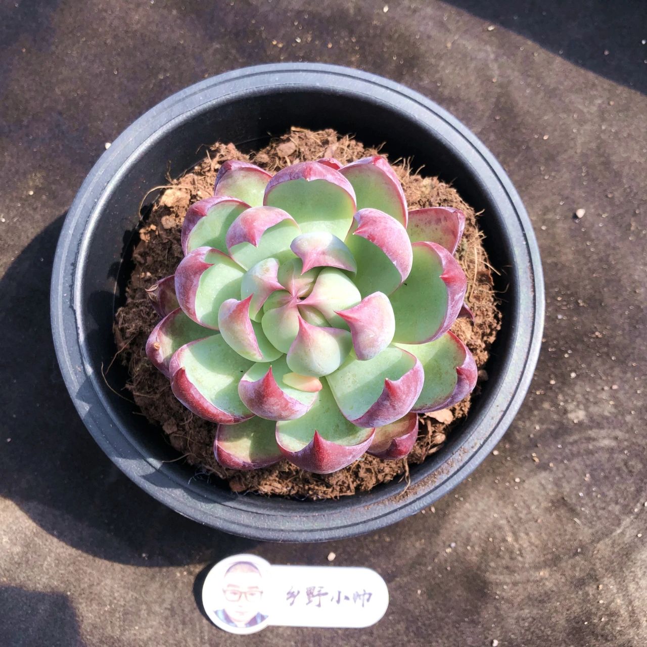 探索多肉植物魅力与未来趋势，最新多肉新品登场！