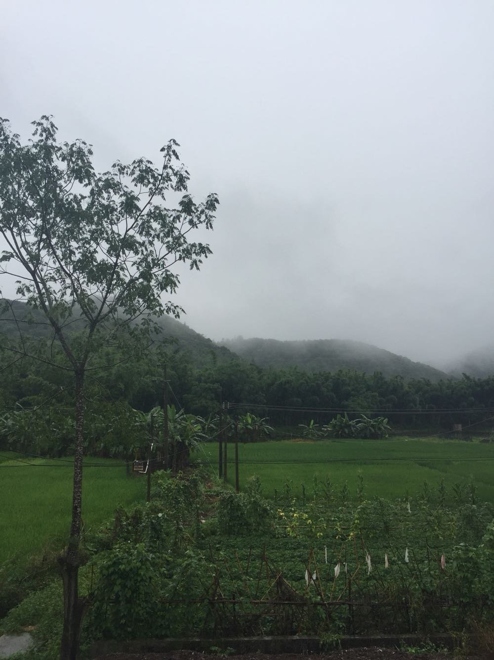 大虹桥乡最新天气预报概览