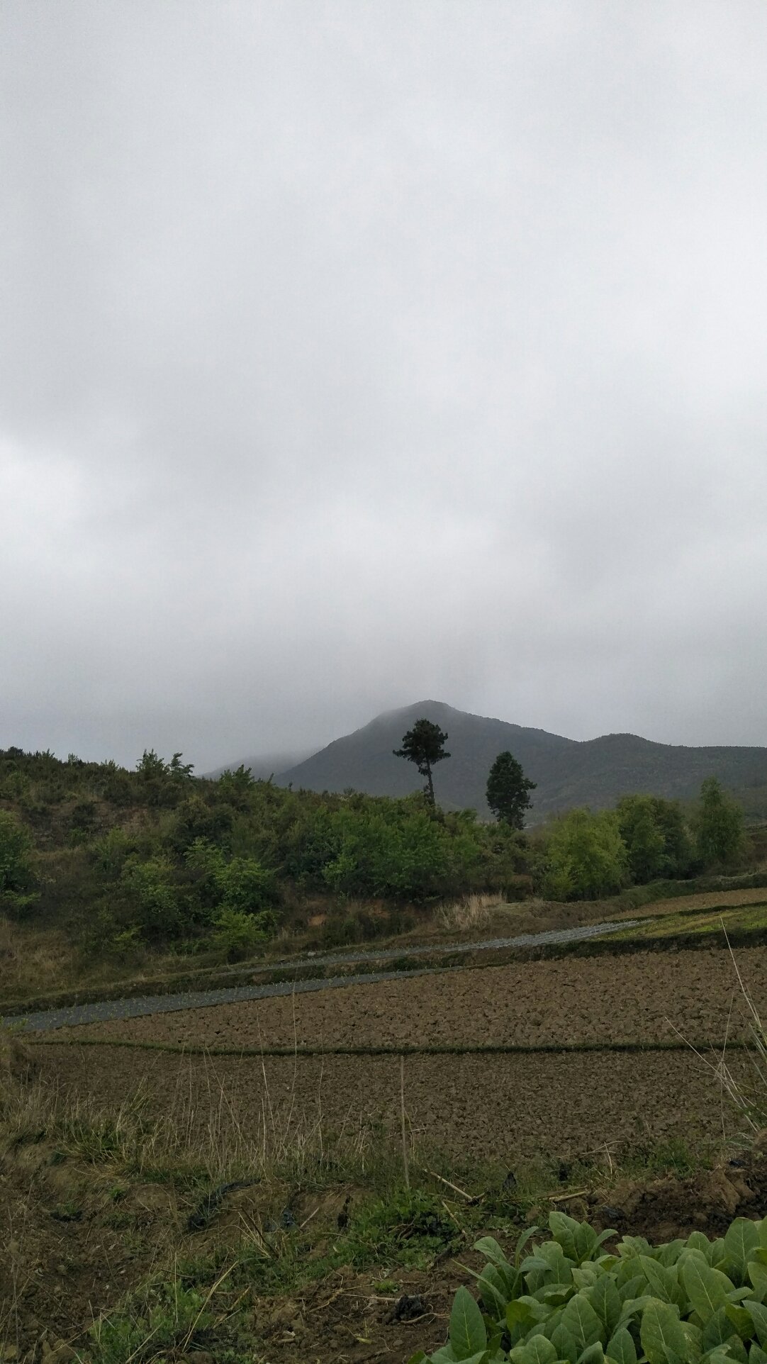 新营乡最新天气预报概览