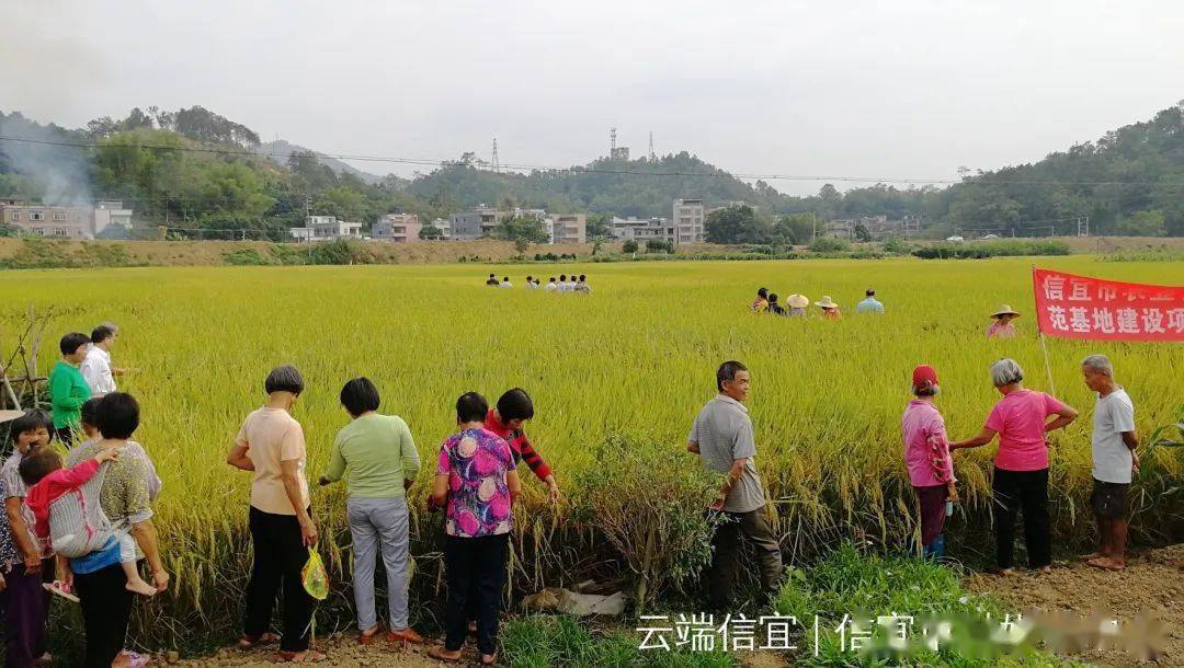 信宜市国营红旗农场最新动态报道